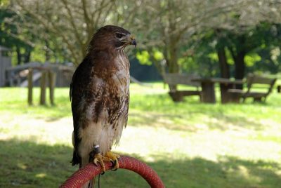 jungtierschau_2008_005