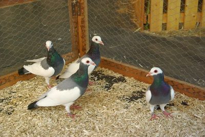 jungtierschau_2008_011