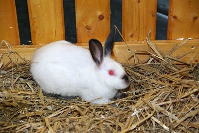 jungtierschau_2008_014