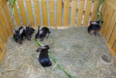 jungtierschau_2008_015