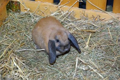 jungtierschau_2008_017