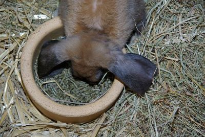 jungtierschau_2008_018
