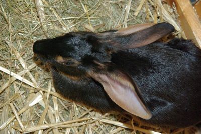 jungtierschau_2008_020