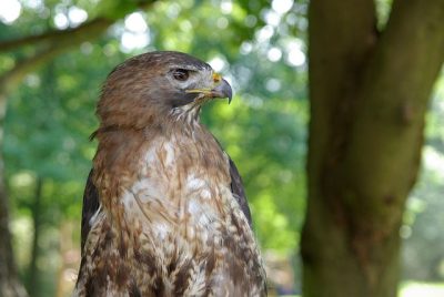 jungtierschau_2008_026