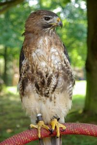 jungtierschau_2008_027