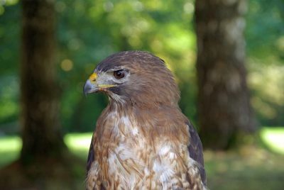 jungtierschau_2008_033
