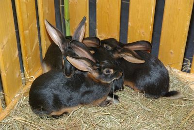 jungtierschau_2008_045