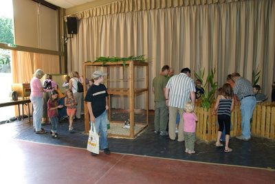 jungtierschau_2008_050