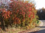 Stupferich – Zufallsbild