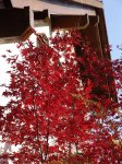 Stupferich – Zufallsbild