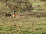 Stupferich – Zufallsbild