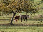 Stupferich – Zufallsbild