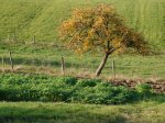 Stupferich – Zufallsbild